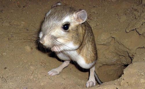 Растительноядные животные