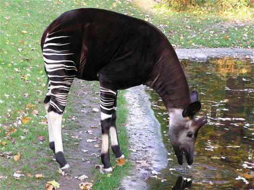 Растительноядные животные