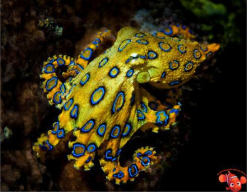 Наутилус моллюск интересные факты. Наутилус 16