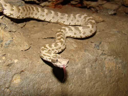 Самые ядовитые змеи в России. Какие ядовитые змеи обитают в России: фото, названия и характеристика