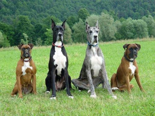 Собаки великих людей и их клички. На  , что   стоит   обратить   внимание ?