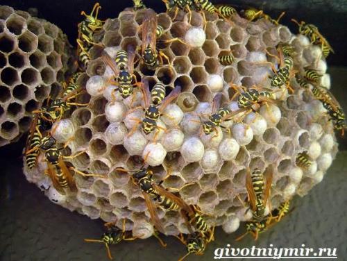 Оса. Особенности и среда обитания