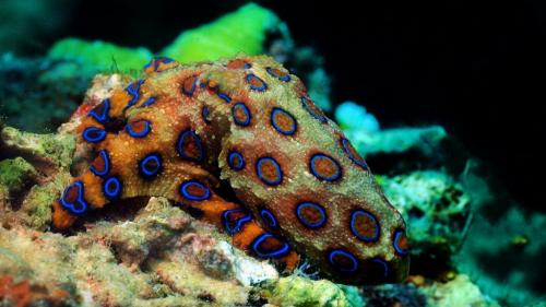 Самые ядовитые животные в мире то.  10 самых ядовитых в мире животных