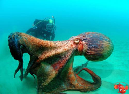 Наутилус моллюск интересные факты. Наутилус 15