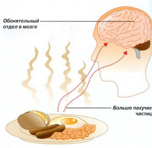 Интересные факты об обонянии человека. Факты о запахах и обонянии 13