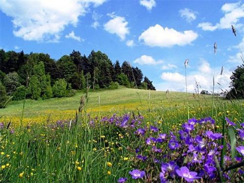 Самый густой лес в мире. Семь самых страшных лесов планеты 02