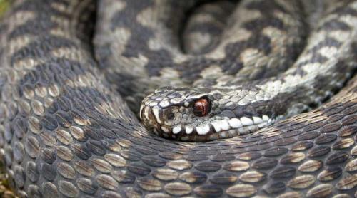 Самые ядовитые змеи в России. Какие ядовитые змеи обитают в России: фото, названия и характеристика