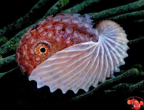 Наутилус моллюск интересные факты. Наутилус 11