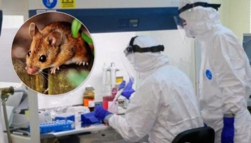 Что известно о китайском вирусе. Хантавирус в Китае в 2020 году и что это такое