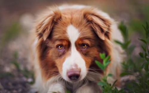 Собаки великих людей. Рейтинг пяти самых знаменитых кличек для разных пород собак 01