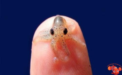 Наутилус моллюск интересные факты. Наутилус 19