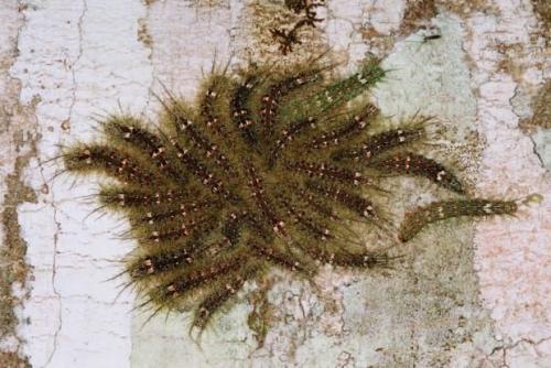 Лономия. Гусеница рода лономия или гусеница «ленивый клоун» (лат. Lonomia Obliqua)