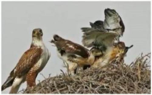 Хищные птицы. Отряд Дневные хищные птицы, или Соколообразные