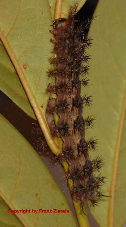 Лономия. Гусеница рода лономия или гусеница «ленивый клоун» (лат. Lonomia Obliqua)