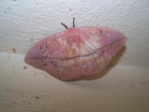 Лономия. Гусеница рода лономия или гусеница «ленивый клоун» (лат. Lonomia Obliqua)