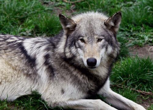 Самые крупные волки. Самый большой волк в мире