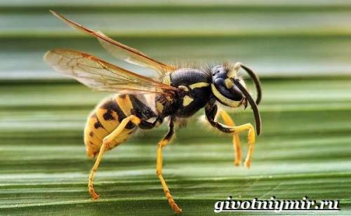 Оса. Особенности и среда обитания