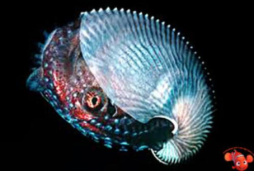 Наутилус моллюск интересные факты. Наутилус 09