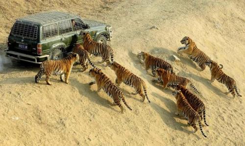 Самые опасные животные в мире для человека. Самые опасные животные в Мире