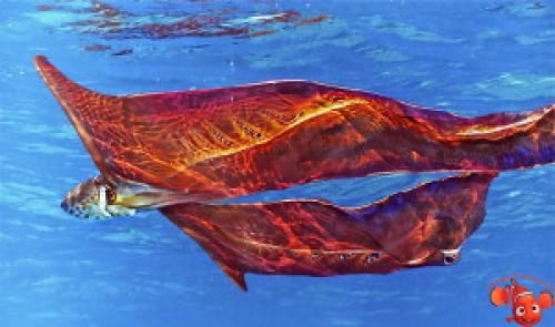 Наутилус моллюск интересные факты. Наутилус 18