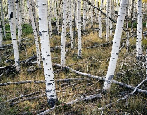 Самый большой лес в мире находится где. Самый большой лес в мире 05