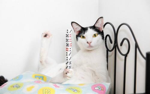 Гиннесс мировые рекорды 2019. Книга рекордов Гиннесса – 2019 в картинках