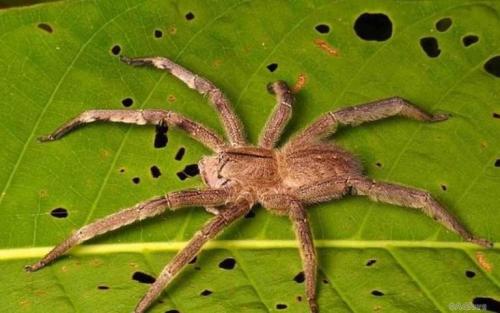 Ядовитые животные России. Самые ядовитые животные России 07