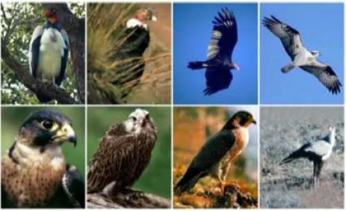 Хищные птицы. Отряд Дневные хищные птицы, или Соколообразные