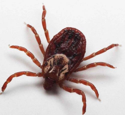 Опасные для человека животные России. Топ 8 Самые опасные животные России