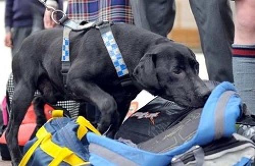 Обоняние у человека интересные факты. Факты о запахах и обонянии