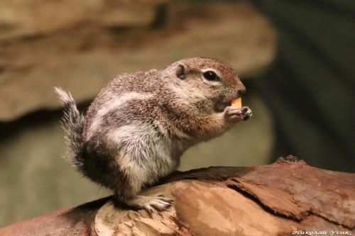 Растительноядные животные