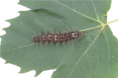 Лономия. Гусеница рода лономия или гусеница «ленивый клоун» (лат. Lonomia Obliqua)