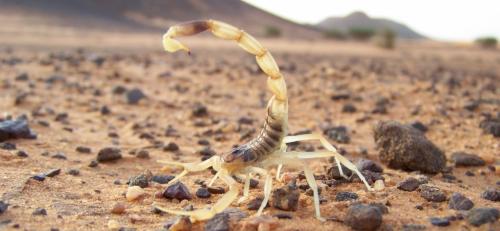 Самые ядовитые животные в мире то.  10 самых ядовитых в мире животных