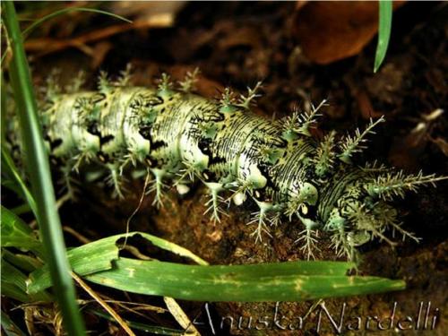 Лономия. Гусеница рода лономия или гусеница «ленивый клоун» (лат. Lonomia Obliqua)