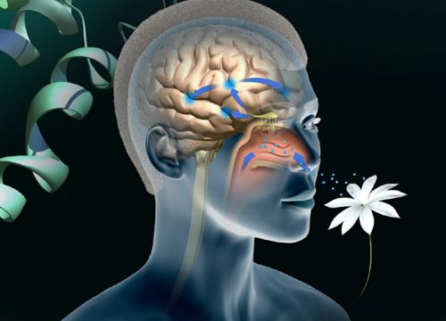 Обоняние у человека интересные факты. Факты о запахах и обонянии 14