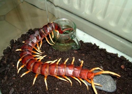 Сколопендра – ядовитая многоножка