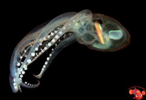 Наутилус моллюск интересные факты. Наутилус 14