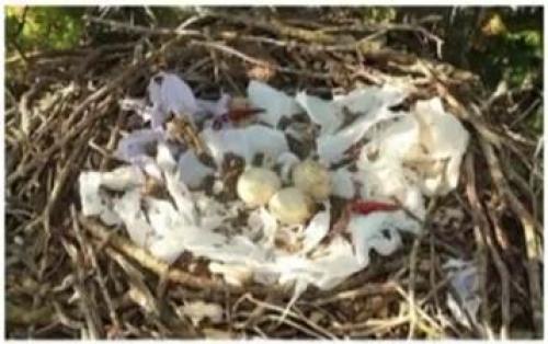 Хищные птицы. Отряд Дневные хищные птицы, или Соколообразные