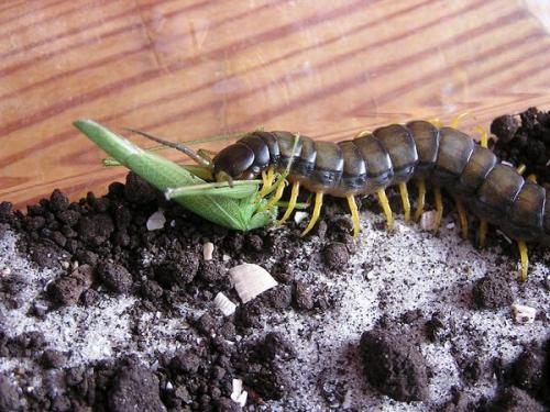 Сколопендра – ядовитая многоножка