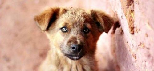 Собаки великих людей. Рейтинг пяти самых знаменитых кличек для разных пород собак 02