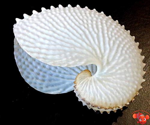 Аргонавт моллюск. Удивительное живое ископаемое: моллюск аргонавт (Argonauta)