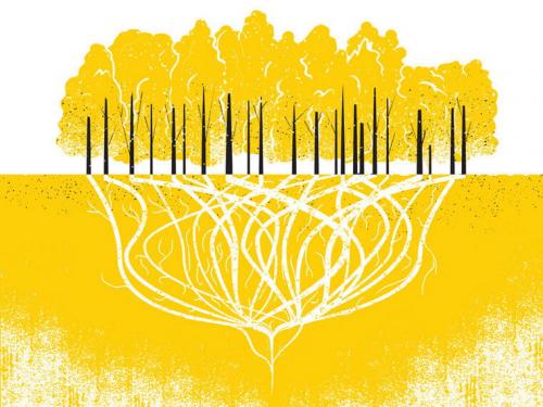 Самый большой лес в мире находится где. Самый большой лес в мире 03