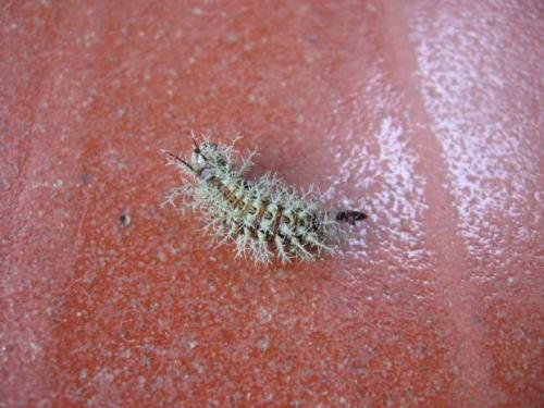 Лономия. Гусеница рода лономия или гусеница «ленивый клоун» (лат. Lonomia Obliqua)