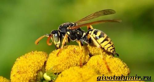 Оса. Особенности и среда обитания