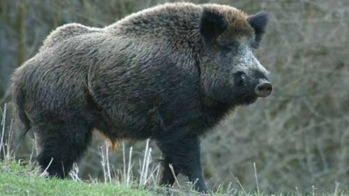 Опасные для человека животные России. Топ 8 Самые опасные животные России