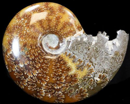 Аммониты головоногие. Камни-аммониты: что это такое