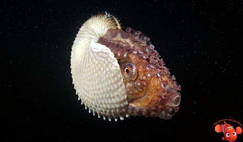 Аргонавт моллюск. Удивительное живое ископаемое: моллюск аргонавт (Argonauta)