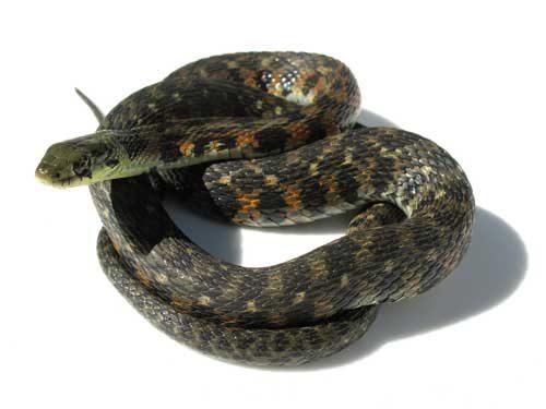 Самые ядовитые змеи в России. Какие ядовитые змеи обитают в России: фото, названия и характеристика