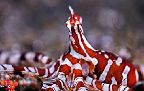 Наутилус моллюск интересные факты. Наутилус 17