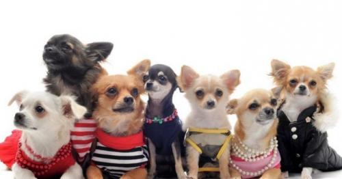 Собаки великих людей и их клички. На  , что   стоит   обратить   внимание ?